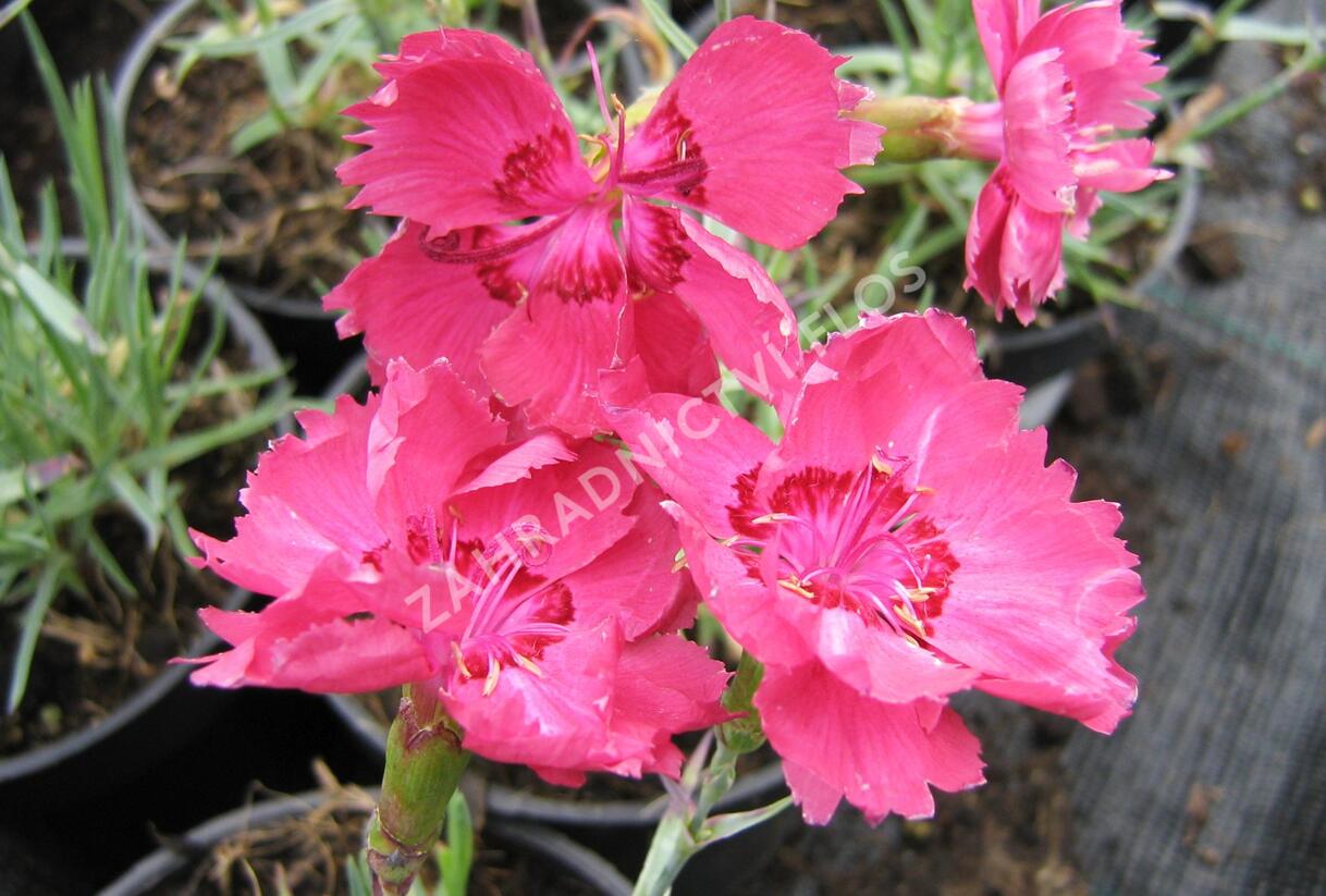 Hvozdík sivý - Dianthus gratianopolitanus