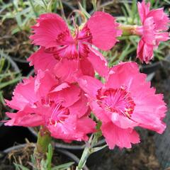 Hvozdík sivý - Dianthus gratianopolitanus