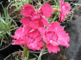 Hvozdík sivý - Dianthus gratianopolitanus