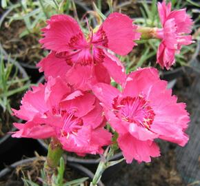 Hvozdík sivý - Dianthus gratianopolitanus