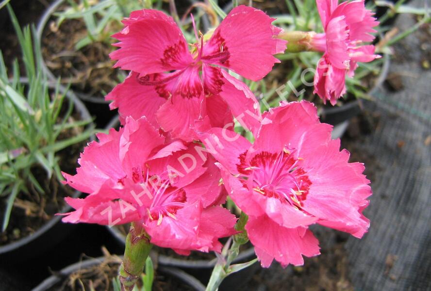 Hvozdík sivý - Dianthus gratianopolitanus