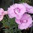 Hvozdík sivý - Dianthus gratianopolitanus