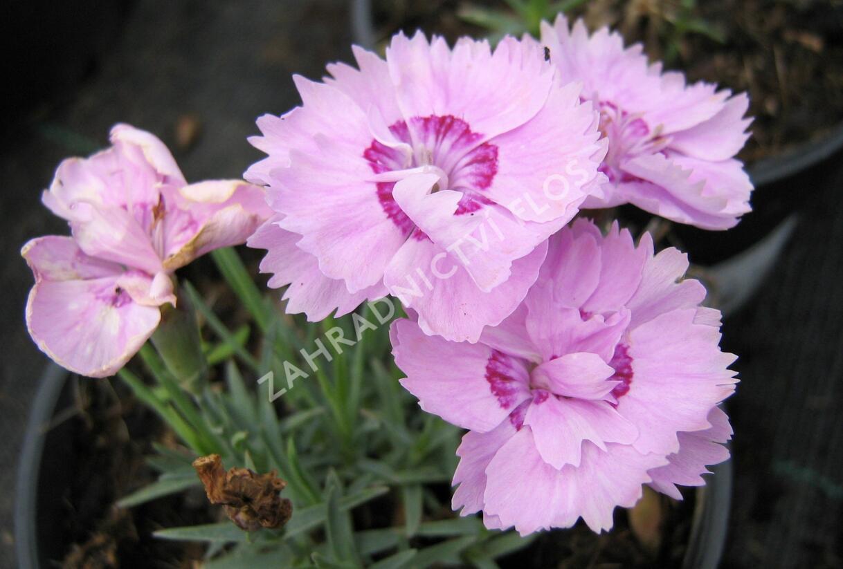 Hvozdík sivý - Dianthus gratianopolitanus