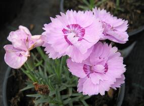 Hvozdík sivý - Dianthus gratianopolitanus
