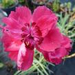 Hvozdík sivý - Dianthus gratianopolitanus