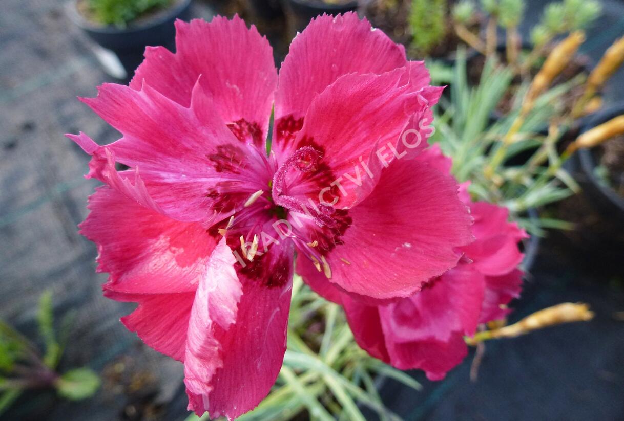 Hvozdík sivý - Dianthus gratianopolitanus