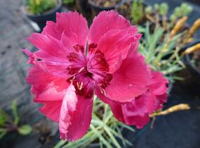 Hvozdík sivý - Dianthus gratianopolitanus