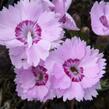 Hvozdík sivý - Dianthus gratianopolitanus