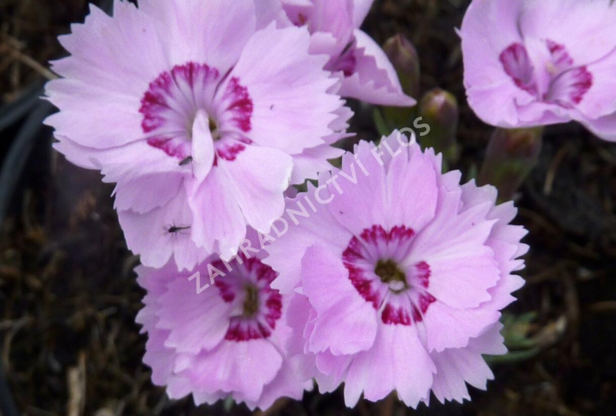 Hvozdík sivý - Dianthus gratianopolitanus