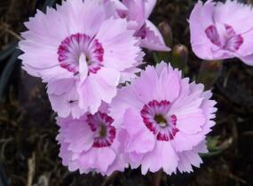 Hvozdík sivý - Dianthus gratianopolitanus