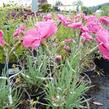 Hvozdík sivý - Dianthus gratianopolitanus