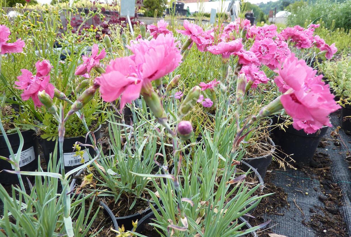Hvozdík sivý - Dianthus gratianopolitanus