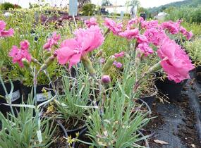 Hvozdík sivý - Dianthus gratianopolitanus