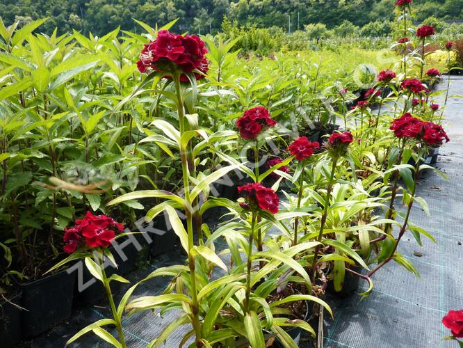 Hvozdík vousatý 'Messenger' - Dianthus barbatus 'Messenger'