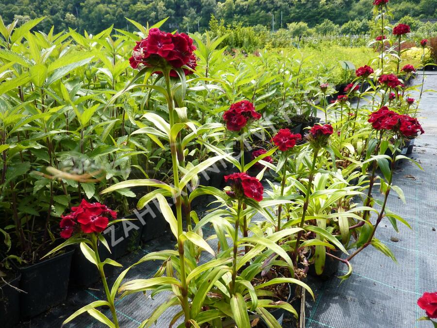 Hvozdík vousatý 'Messenger' - Dianthus barbatus 'Messenger'