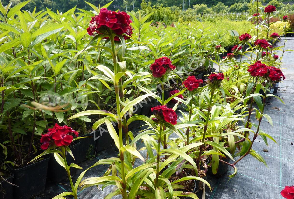 Hvozdík vousatý 'Messenger' - Dianthus barbatus 'Messenger'