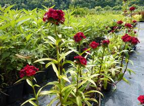 Hvozdík vousatý 'Messenger' - Dianthus barbatus 'Messenger'