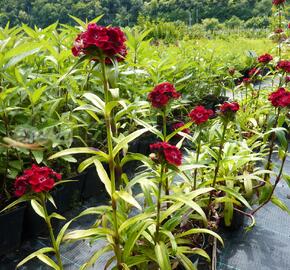 Hvozdík vousatý 'Messenger' - Dianthus barbatus 'Messenger'