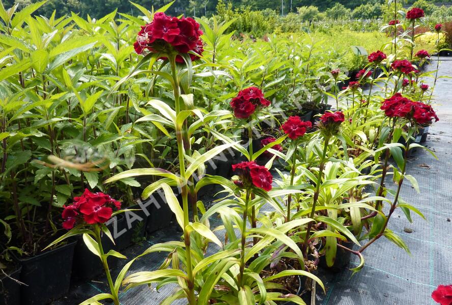 Hvozdík vousatý 'Messenger' - Dianthus barbatus 'Messenger'
