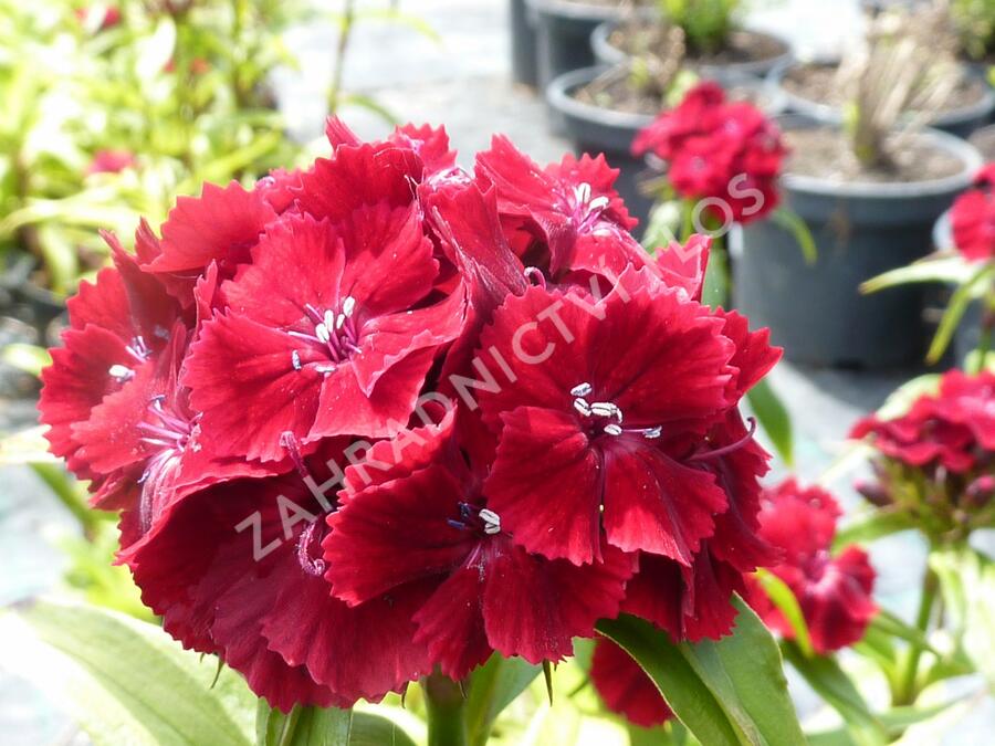 Hvozdík vousatý 'Messenger' - Dianthus barbatus 'Messenger'