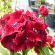 Hvozdík vousatý 'Messenger' - Dianthus barbatus 'Messenger'