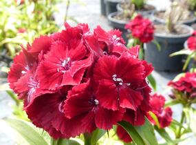 Hvozdík vousatý 'Messenger' - Dianthus barbatus 'Messenger'