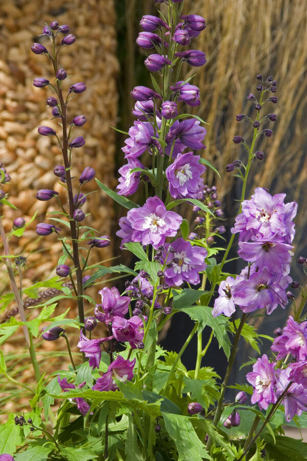 Ostrožka 'Excalibur Lilac Rose with White Bee' - Delphinium x cultorum 'Excalibur Lilac Rose with White Bee'