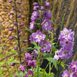 Ostrožka 'Excalibur Lilac Rose with White Bee' - Delphinium x cultorum 'Excalibur Lilac Rose with White Bee'