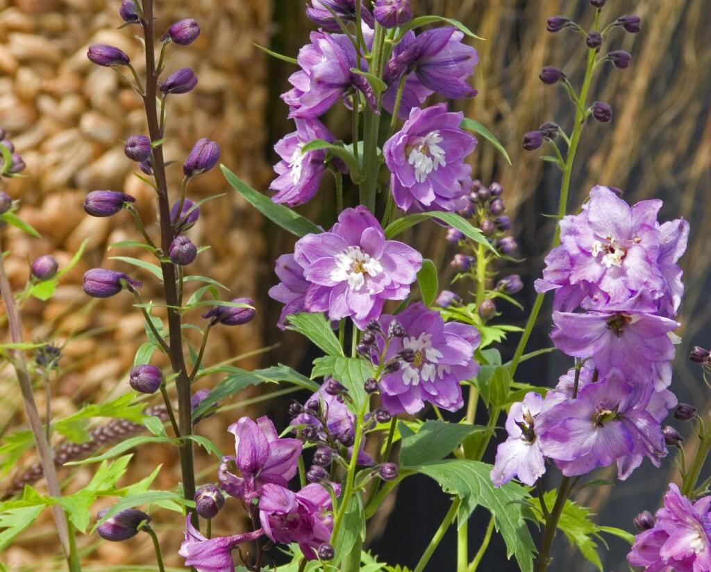 Ostrožka 'Excalibur Lilac Rose with White Bee' - Delphinium x cultorum 'Excalibur Lilac Rose with White Bee'