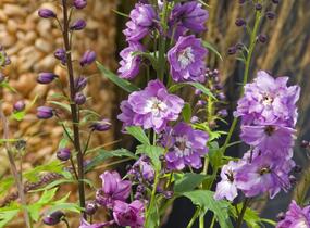Ostrožka 'Excalibur Lilac Rose with White Bee' - Delphinium x cultorum 'Excalibur Lilac Rose with White Bee'