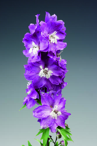 Ostrožka 'Excalibur Lilac Rose with White Bee' - Delphinium x cultorum 'Excalibur Lilac Rose with White Bee'