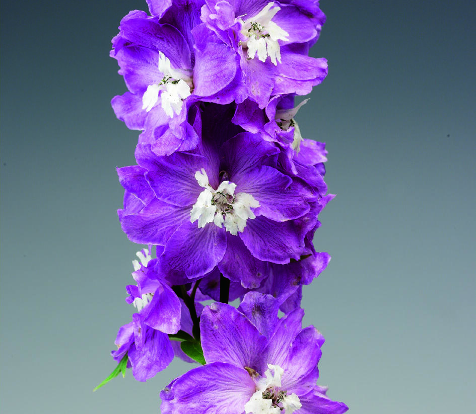 Ostrožka 'Excalibur Lilac Rose with White Bee' - Delphinium x cultorum 'Excalibur Lilac Rose with White Bee'