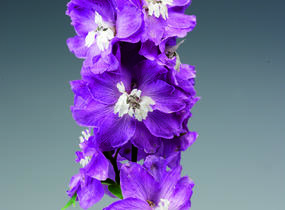 Ostrožka 'Excalibur Lilac Rose with White Bee' - Delphinium x cultorum 'Excalibur Lilac Rose with White Bee'