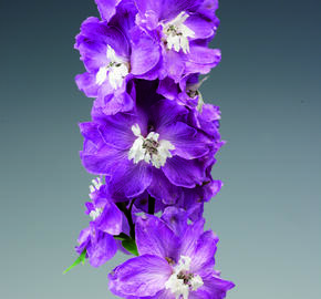 Ostrožka 'Excalibur Lilac Rose with White Bee' - Delphinium x cultorum 'Excalibur Lilac Rose with White Bee'