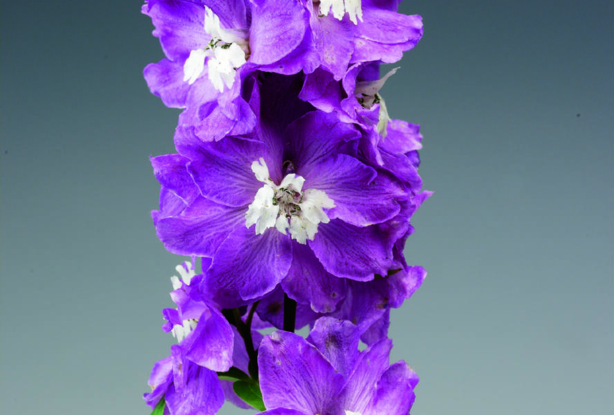 Ostrožka 'Excalibur Lilac Rose with White Bee' - Delphinium x cultorum 'Excalibur Lilac Rose with White Bee'