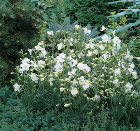 Ostrožka velkokvětá 'Delfix White'