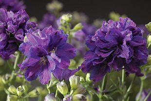 Ostrožka velkokvětá 'Delfix Violet Blue' - Delphinium grandiflorum 'Delfix Violet Blue'