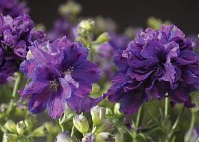 Ostrožka velkokvětá 'Delfix Violet Blue'