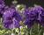 Ostrožka velkokvětá 'Delfix Violet Blue'