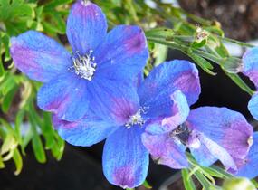 Ostrožka velkokvětá 'Delfix Blue' - Delphinium grandiflorum 'Delfix Blue'