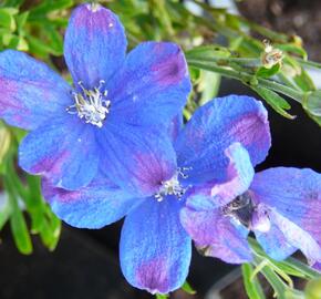 Ostrožka velkokvětá 'Delfix Blue'