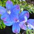 ostrozka-velkokveta-delfix-blue.jpg