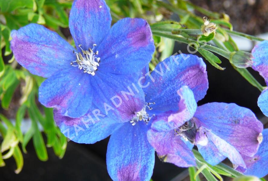 Ostrožka velkokvětá 'Delfix Blue' - Delphinium grandiflorum 'Delfix Blue'