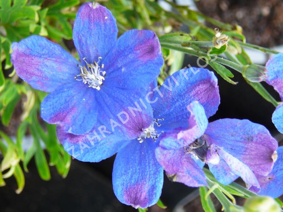 Ostrožka velkokvětá 'Delfix Blue' - Delphinium grandiflorum 'Delfix Blue'