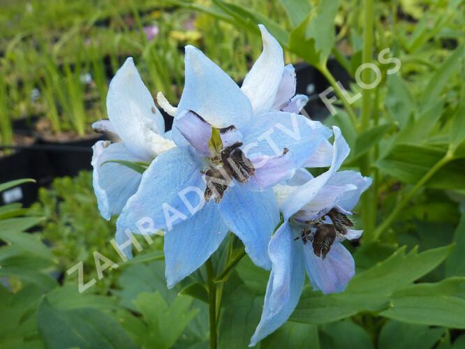 Ostrožka vyvýšená 'Frühschein' - Delphinium elatum 'Frühschein'