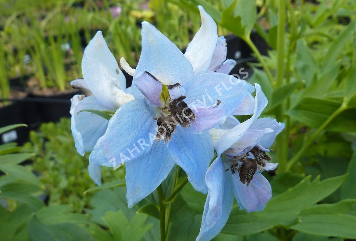 Ostrožka vyvýšená 'Frühschein' - Delphinium elatum 'Frühschein'