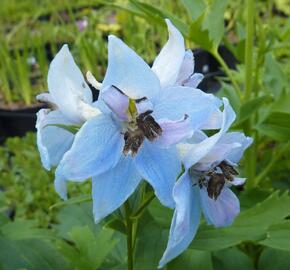 Ostrožka vyvýšená 'Frühschein'