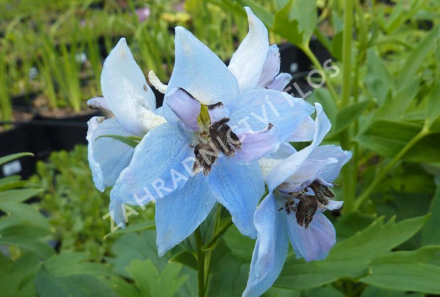 Ostrožka vyvýšená 'Frühschein' - Delphinium elatum 'Frühschein'
