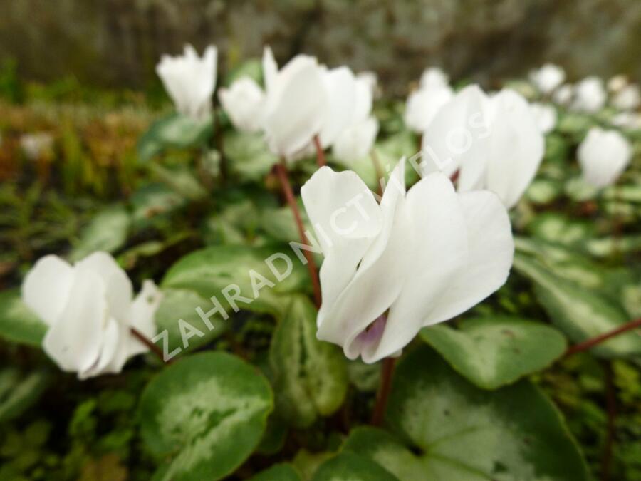Brambořík břečťanolistý 'Silver Me White' - Cyclamen hederifolium 'Silver Me White'