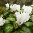 Brambořík břečťanolistý 'Silver Me White' - Cyclamen hederifolium 'Silver Me White'